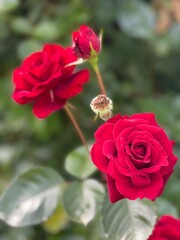 red roses in garden