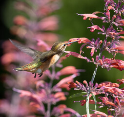 hummingbirds and flowers, birds