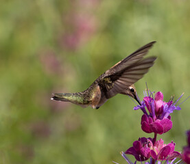 Fototapeta na wymiar hummingbirds and flowers, birds