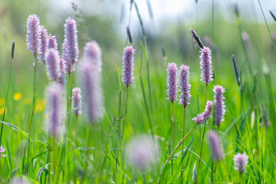 Bistorta officinalis meadow european bistort in bloom, pink meadow flowering snakeroot snakeweed plants in green grass