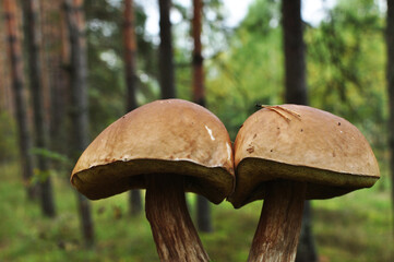 Two porcini mushrooms. Mushrooms on a blurred background of trees. Bokeh, design. Autumn.