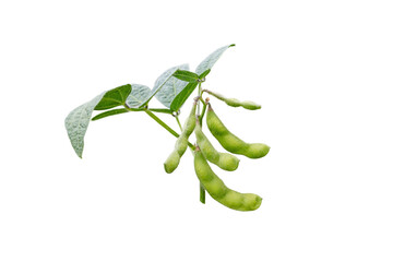 Soybean or soya bean or glycine max plan branch isolated on white.