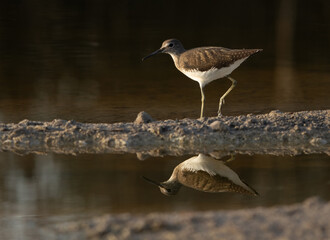 Green Sandpiper at asker marsh of Bahrain