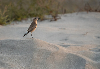 Isabelline Wheatear perched on sand mound at Busaiteen coast of Bahrain
