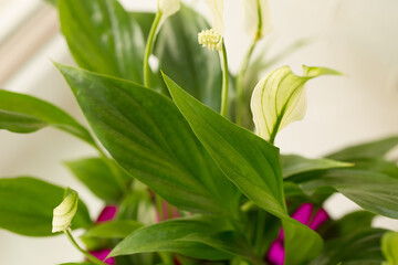Fototapeta na wymiar Spathiphyllum close up on a white background.