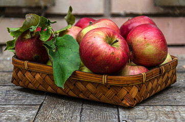 Harvest apples from the home garden in a wicker basket, on a wooden table.