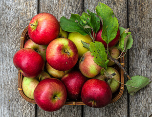 Naklejka na ściany i meble Harvest apples from the home garden in a wicker basket, on a wooden table. View from above.
