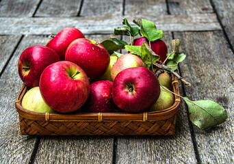 Harvest apples from the home garden in a wicker basket, on a wooden table.