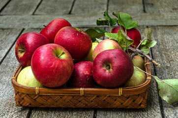 Harvest apples from the home garden in a wicker basket, on a wooden table.