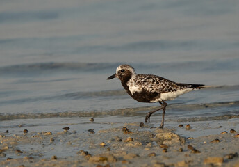 Grey plover at Busaiteen coast of Bahrain