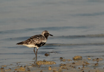 Portrait of a Grey plover at Busaiteen coast of Bahrain