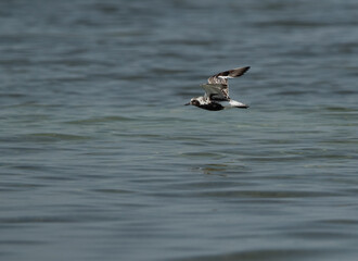 Grey plover in flight at Busaiteen coast of Bahrain