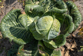 A head of green cabbage with beautiful spreading leaves growing in the field
