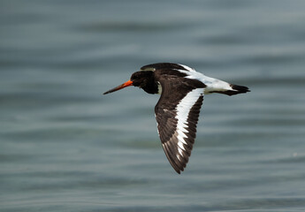 Oystercatcher flying at Busaiteen coast of Bahrain