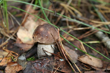 Russian nature. It's time of the year - autumn. Bright brown mushroom under yellow leaves. photography conveys a bright mood.