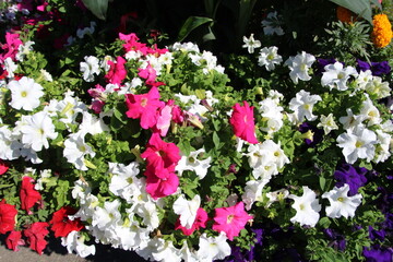 Petunias Of Summer, WillIam Hawrelak Park, Edmonton, Alberta