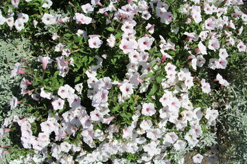 White Blooms, WillIam Hawrelak Park, Edmonton, Alberta