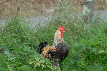 Beautifull cock male chicken in different colours standing in grass on a farm