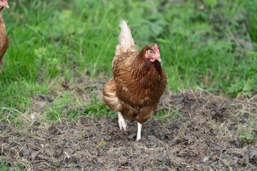 Brown hen chicken on a farm lookinf for food