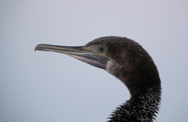 Socotra cormorant in the morning hours, Bahrain