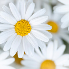 Delightful Daisies.  Daisies that brighten our gardens and our days.  Simplicity in nature, grounding and peaceful.