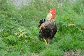 Beautifull cock male chicken in different colours standing in grass on a farm