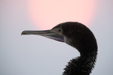 Socotra cormorant and beautiful hue during sunrise, Bahrain
