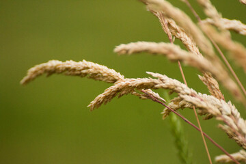 macro photo of tall grass