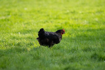 Black hen chicken on a farm (harco chicken) walking in the grass on a sunny day