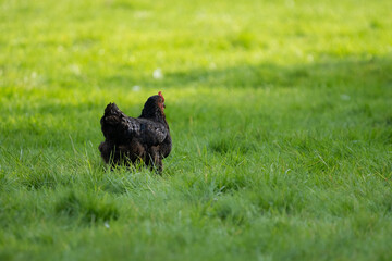 Black hen chicken on a farm (harco chicken) walking in the grass on a sunny day