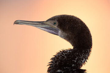 Socotra cormorant during with dramtic hue in the morning, Bahrain