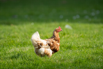 Old chicken hen on a farm enjoying her days in the sun