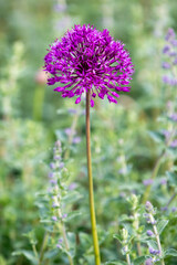 broadleaf wild leek also garlic root also great-head garlic also Levant garlic (in german Ackerlauch also Ackerknoblauch also Sommerknoblauch) Allium ampeloprasum