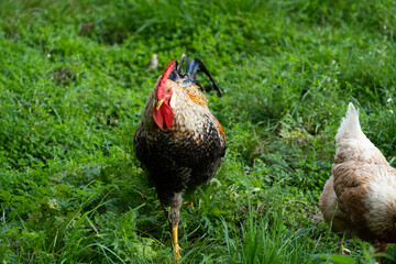rooster on a farm