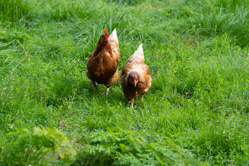 Brown hen chicken on a farm lookinf for food