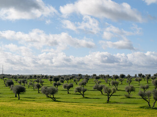 Green olive groove under Alentejo blue sky