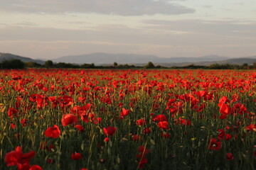 field of poppies