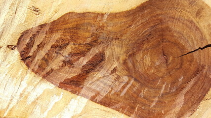 wooden digging circle texture pattern.circle of tree.Pterocarpus indicus wood texture
