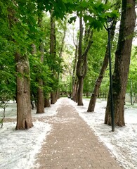 A beautiful park with poplar fluff