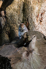 Gray squirrel sitting and eating in a park, Dublin, Ireland