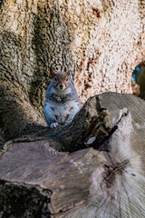 Gray squirrel sitting and eating in a park, Dublin, Ireland
