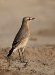 Isabelline Wheatear perched on ground, Bahrain