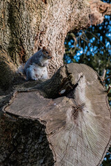 Gray squirrel sitting and eating in a park, Dublin, Ireland