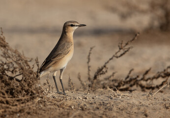 Portrait of a Isabelline Wheatear perched on ground, Bahrain