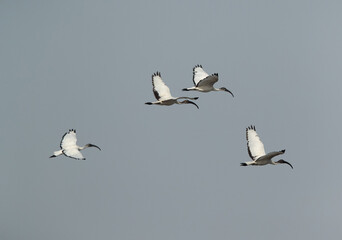 African Sacred Ibis flying at Asker marsh, Bahrain