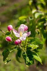 Fototapeta na wymiar Apple trees in bloom.