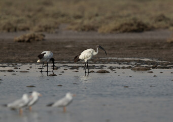 African Sacred Ibis at Asker marsh, Bahrain