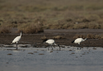 African Sacred Ibis feeding at Asker marsh, Bahrain