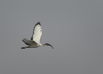 African Sacred Ibis in flight at Asker marsh, Bahrain