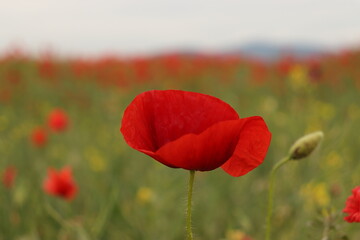 poppy in the field